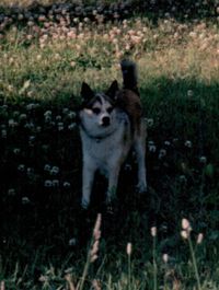 Chien a six doigts